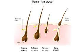gut health and hair loss nioxin