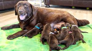 newborn chocolate puppies