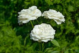 white roses background high quality