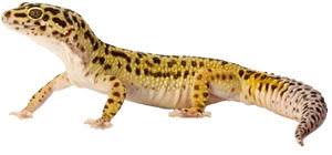 Leopard Geckos Information Facts More