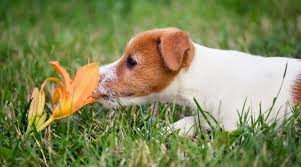 Plants That Are Dangerous To Dogs