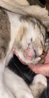 swollen cat acne under his chin