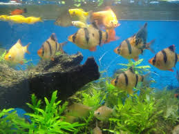 Complete Fish Compatibility List My Aquarium Club