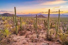 132 Types of Cacti (A to Z Photo Database) - Home Stratosphere