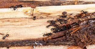 Kill Wood Damaging Pests