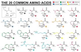 what are the two rare amino acids