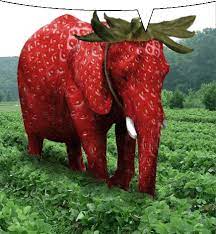 Strawberry Elephant Sticker - Strawberry Elephant - Discover & Share GIFs