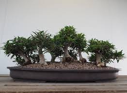 Bonsai Plants Benefits Care And