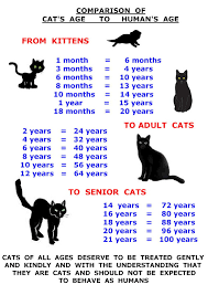 Image Result For Kitten Growth Chart Weight Cats Cat Ages