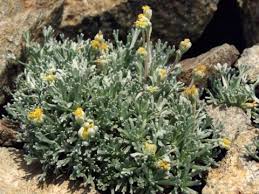 Artemisia umbelliformis - Useful Temperate Plants