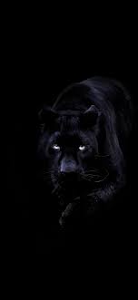 bd93-animal-dark-black-pahter-art ...