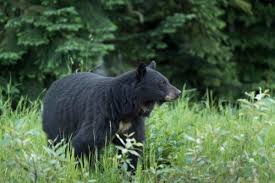 Black Bear Sightings On The Rise In Alabama Birmingham Al