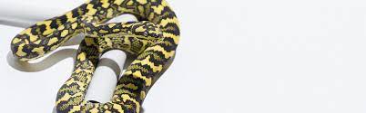 carpet pythons by starpythons morelia