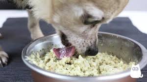 my dog isn t eating how to get their