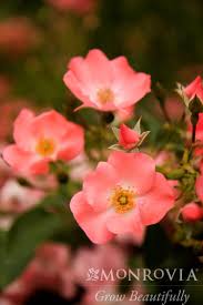 rose flower carpet c