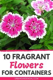 10 Fragrant Flowers For Pots Urban