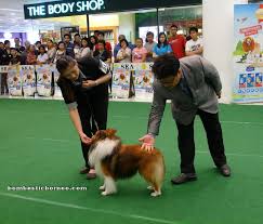Products & supplies for pets. Shetland Sheepdog Sarawak Kennel Dog Show Malaysia Bombastic Borneo