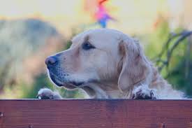 lipomas common tumors in dogs firstvet