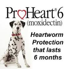 9 Best Heartworm Flea Tick Preventatives Images Fleas