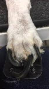 dog nails too long the truth about why