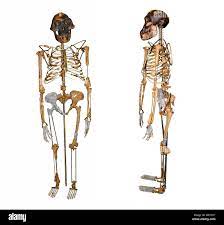 Lucy skeleton fotografías e imágenes de alta resolución - Alamy