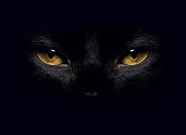 It divides the nakshatras into several animal types, said to represent their sexual organs. Why Does Seeing A Black Cat At Night Mean Bad Luck Quora