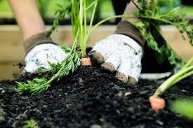 Winter Gardening In Florida Live In