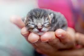 newborn kitten images browse 481 350