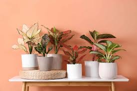 indoor house plants pictures names