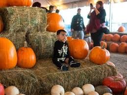 We did not find results for: Halloween Town Pumpkin Patch Archives Lv Pumpkin Patch