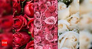happy rose day 2024 red pink or white