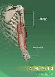 They are divided into two distinct compartments of the arm. Muscle Attachments And Actions Learn Muscle Anatomy