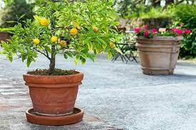 How To Grow Citrus Trees In Containers