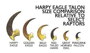 harpy eagle talon size comparison
