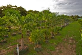 Cocobolo Tree Farm Home