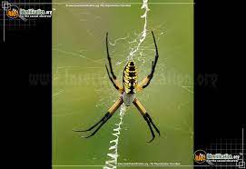 The yellow garden spider, or argiope aurantia, is one of the most common spiders you will see in your yard and garden. Black And Yellow Garden Spider Argiope Aurantia