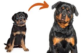 rottweiler puppy growth chart male