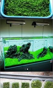 aquarium carpet plant monte carlo