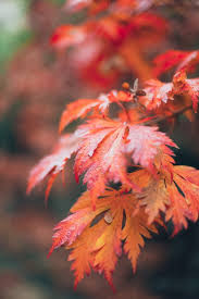 wallpaper autumn leaves macro