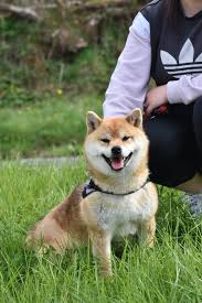 The cheapest offer starts at £1,000. Japanese Shiba Inu Shiba Inu Breeders Specialists Uk