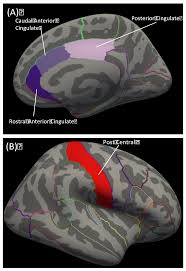 rostral anterior cingulate thickness