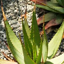 Product details highlights gold tooth aloe (aloe nobilis): 14 Unusual Aloe Types For Your Frost Free Garden