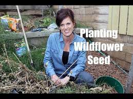how to plant wildflower seed for early