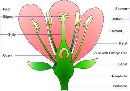 The stamen is the male reproductive organ. Labeled Flower Diagram Parts Of A Flower Flower Structure Diagram Of A Flower