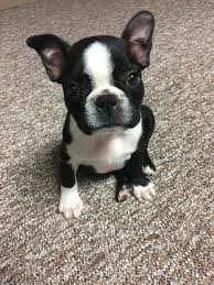 It's also free to list your available puppies and litters on our site. 20 Of The Cutest Pictures Of Teacup Boston Terrier Dogs Page 2 The Paws Boston Terrier Boston Terrier Funny Boston Terrier Puppy