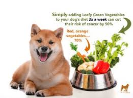 Best Dog Food For Shiba Inus My First Shiba Inu