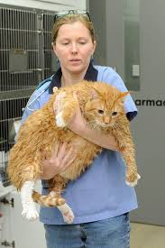 Weight Management In Cats Veterinary Practice