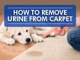 how to remove urine stains from a carpet
