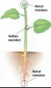 where is apical Meristem found in plants - Brainly.in