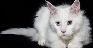 White daisy cat ears headband daisy cat ears coachella | etsy. Meet The White Cat Breeds Petfinder